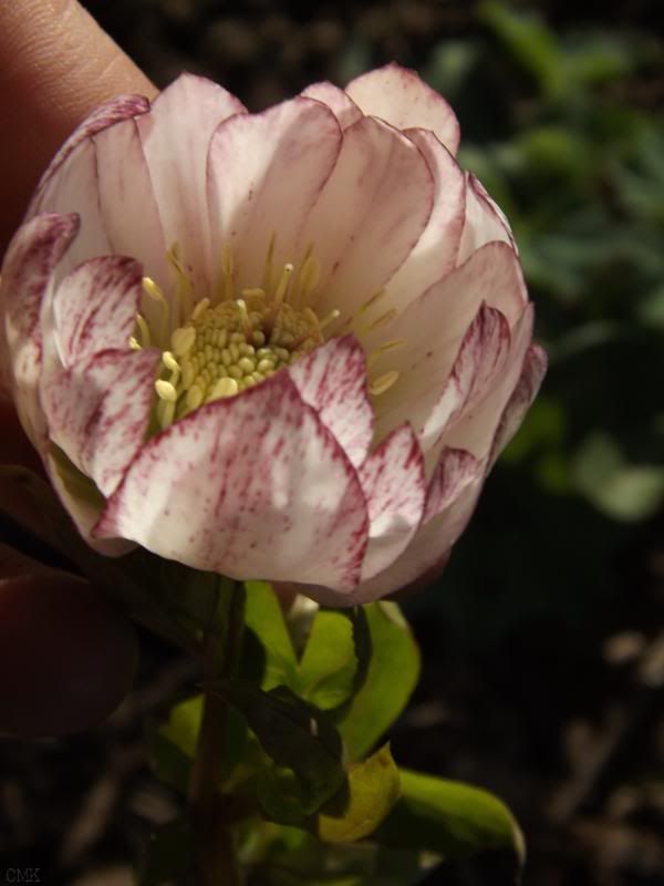 Helleborus x 'Peppermint Ice' photo helleborepeppermintice_zps238e4345.jpg
